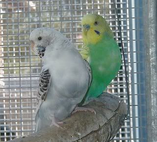PrettyandLemon.jpg