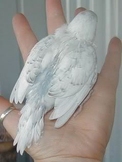 Prettysbaby1291107.jpg