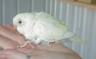 Prettysbaby2291107.jpg