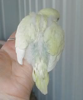 Prettysbaby2a291107.jpg