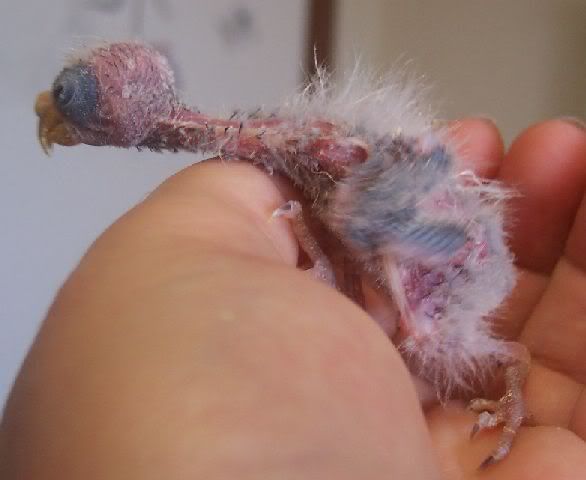 Scarletbaby241208a.jpg