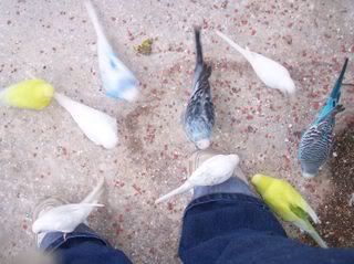 Shoebudgies.jpg