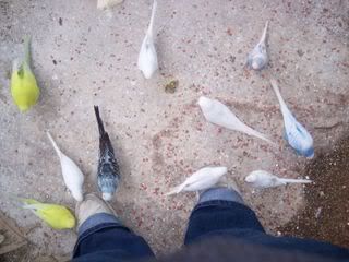 Shoebudgies1.jpg