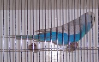 Skyblueclearwingcock.jpg