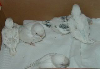 Smudgesbabies240709.jpg