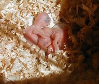 Smudgesbabies261007.jpg