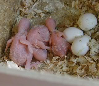 Smudgesbabies271007.jpg