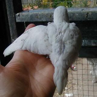 Smudgesbaby2191107.jpg