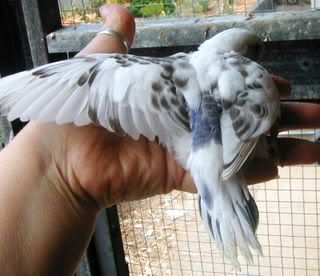 Smudgesbaby3191107.jpg