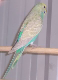 Sophiesbrotherwings.jpg
