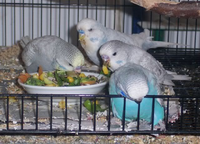 Spanglefamily.jpg
