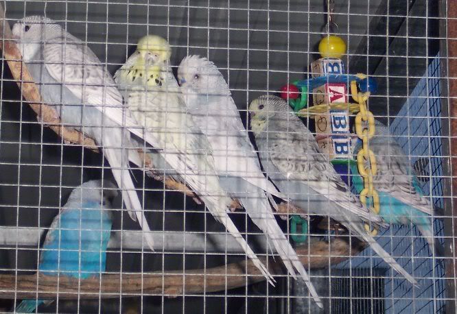 Spanglefamilyaviary.jpg