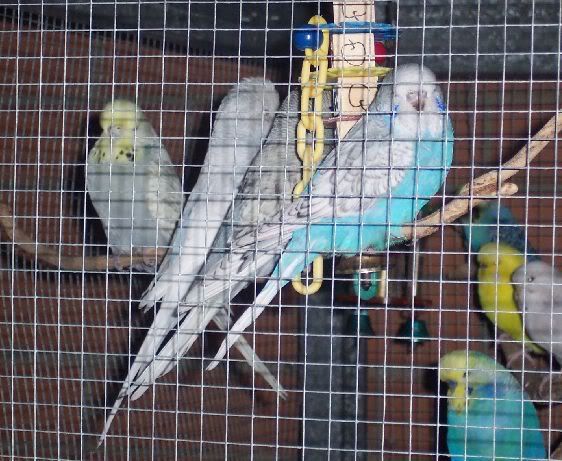 Spanglefamilyaviary1.jpg