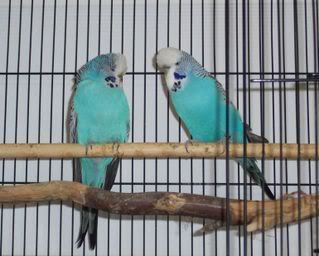 SugarandGeorge.jpg