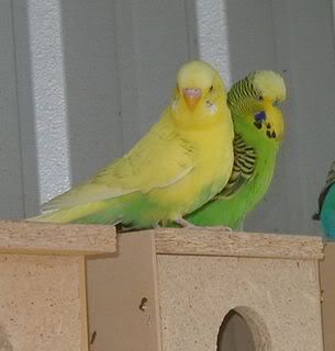 SylvesterandTweetie.jpg