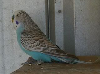 Tobyintheaviary.jpg
