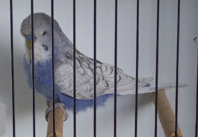 Violetspangle221008.jpg