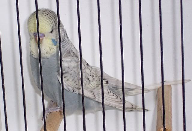 YFgreyspangle221008.jpg