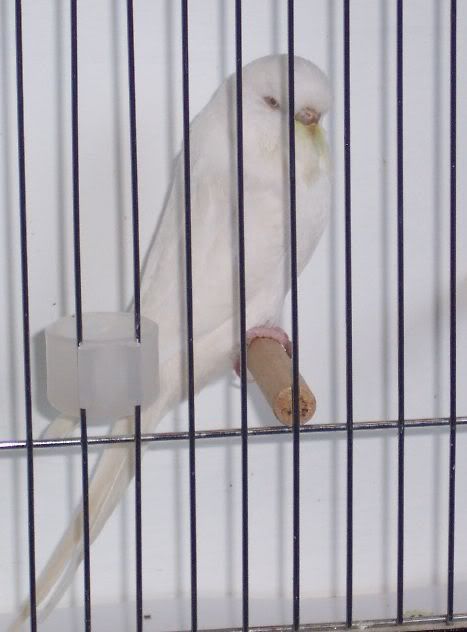 albinocock.jpg