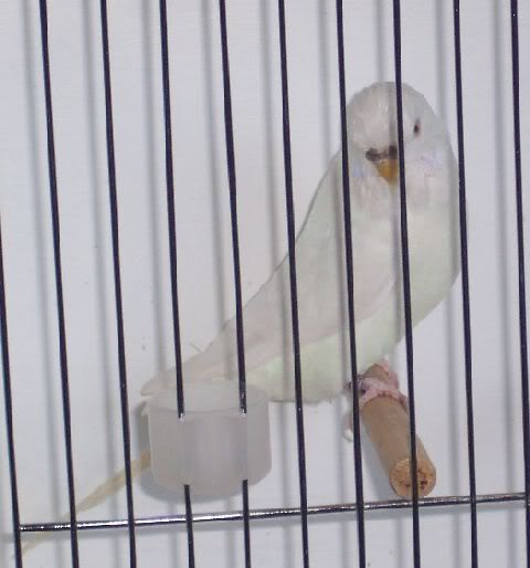 albinohen.jpg