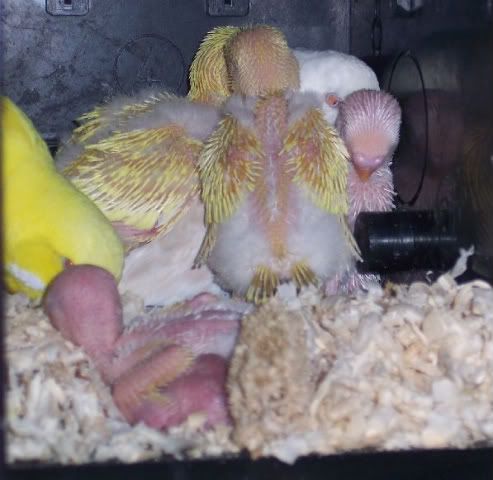 babiesandmum2.jpg