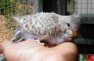 cinnamonbabyfront191107.jpg