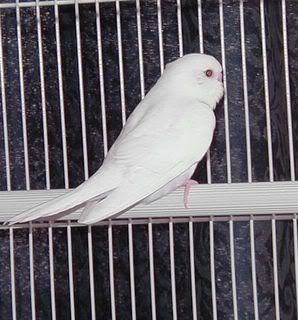 cinnyviolet210108.jpg