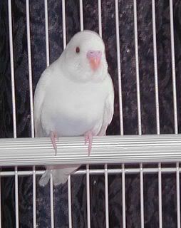 cinnyviolet210108a.jpg