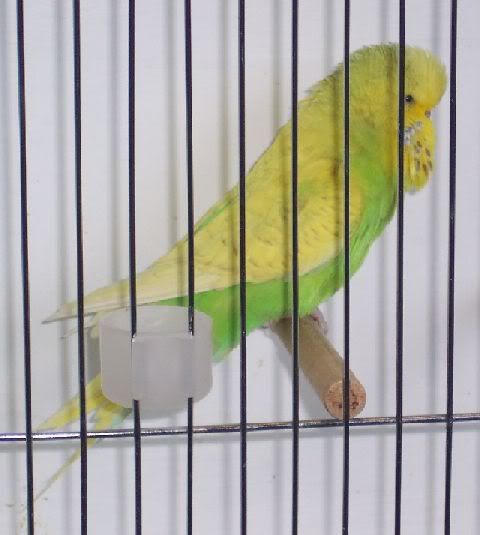 greencinnamonspanglehen.jpg