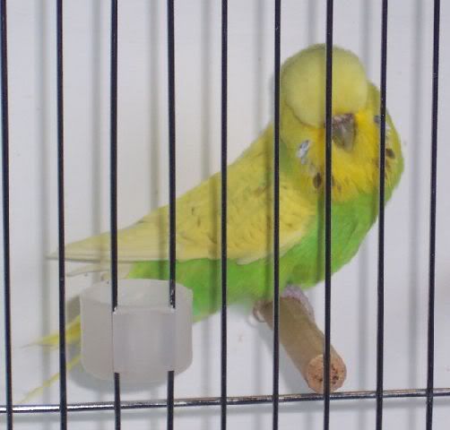 greencinnamonspanglehen1.jpg