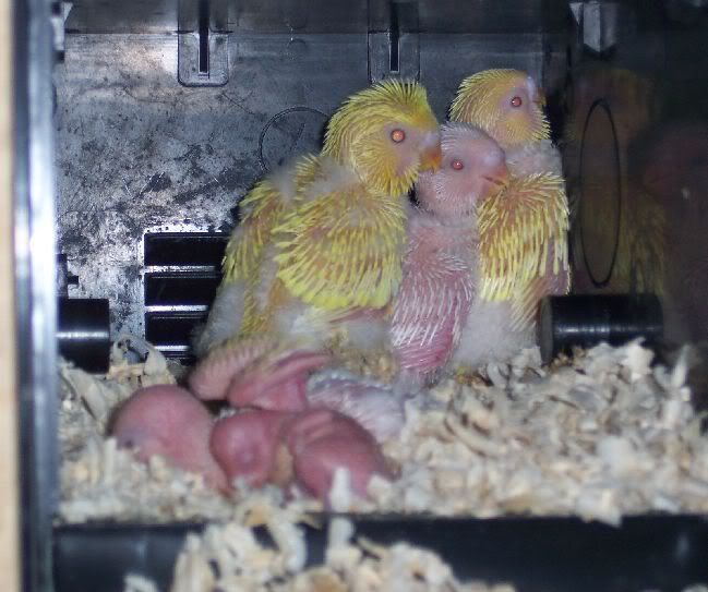 lacewingbabies2.jpg