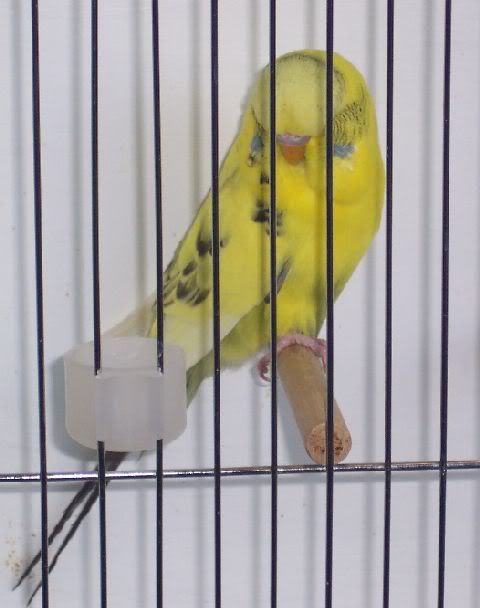 recessivepiedcock1.jpg