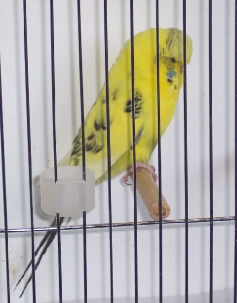 recessivepiedcock2.jpg