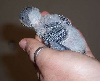 FMbaby3070608.jpg