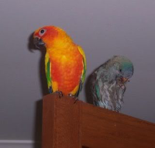 Poowetbirdysmell.jpg
