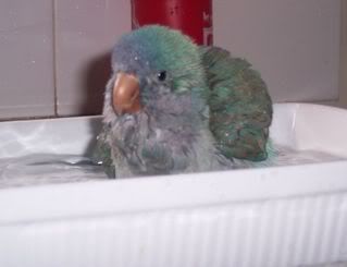 Saffybath.jpg