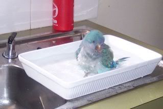 Saffybathtime.jpg
