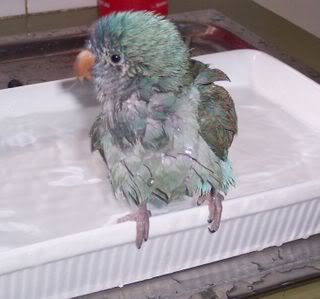 Saffycutebath.jpg
