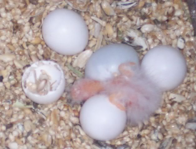 Scarletbaby071208.jpg