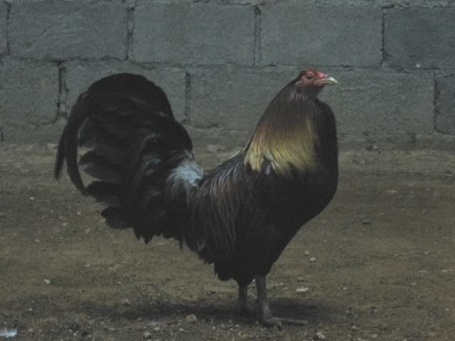 Blueface Gamefowl