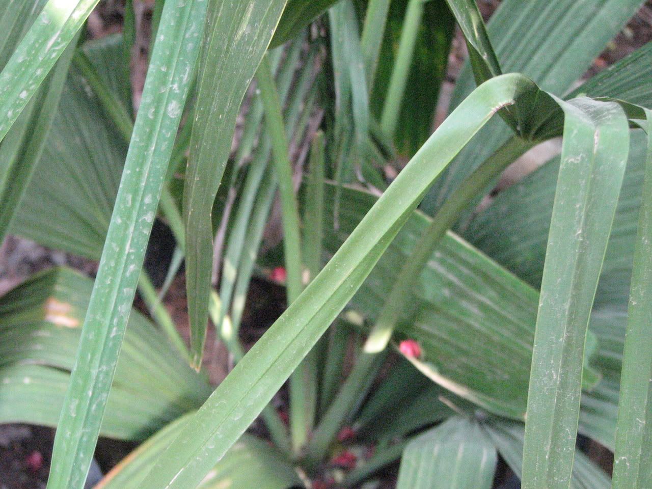 IMG_1835.jpg