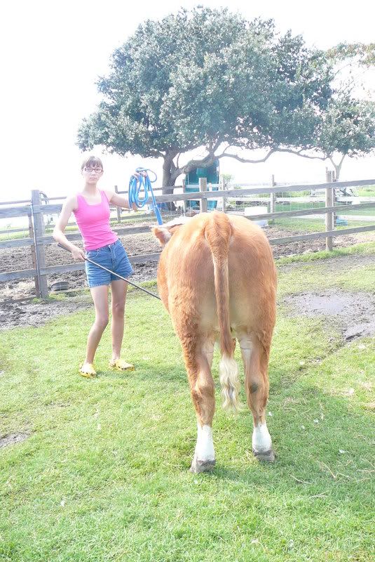 What do yall think??? - Cattle