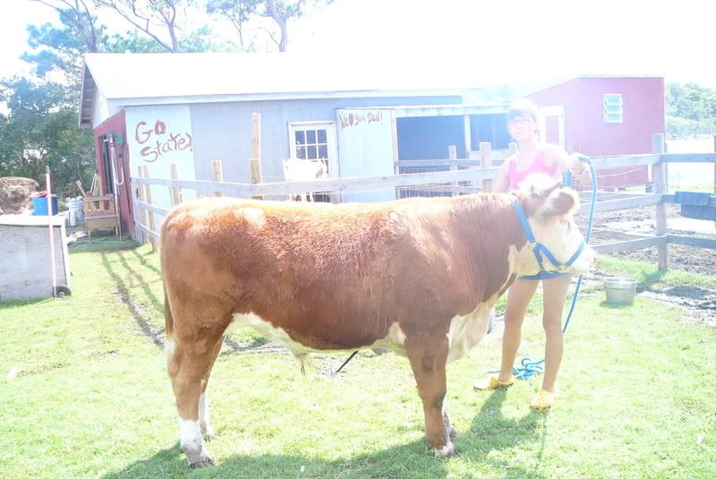 What do yall think??? - Cattle