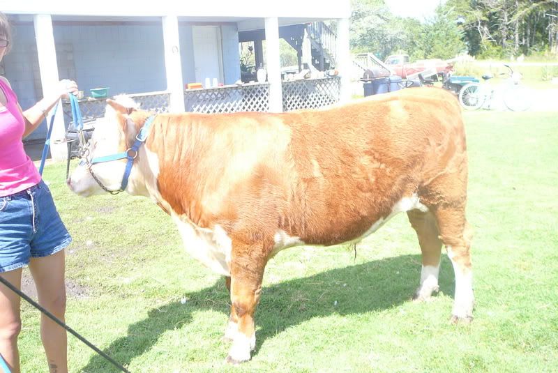 What do yall think??? - Cattle