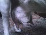 Udder Problem - Goats