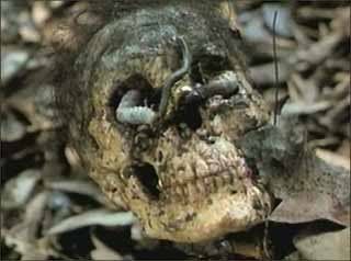 cannibal holocaust Pictures, Images and Photos