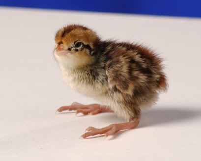 baby quail Pictures, Images and Photos