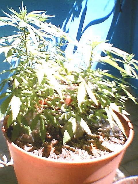 Iglesia particular de la tolerancia despenalización marihuana