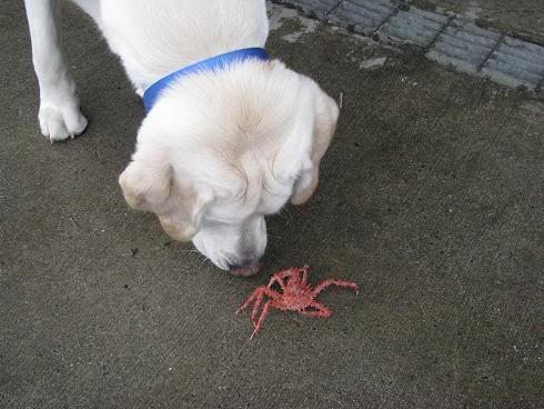 Baby King Crab