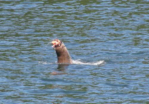 Cool Sea Monsters